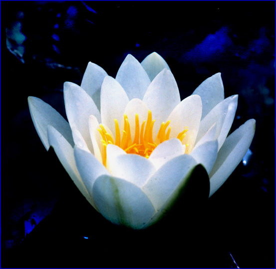 lotus meditace