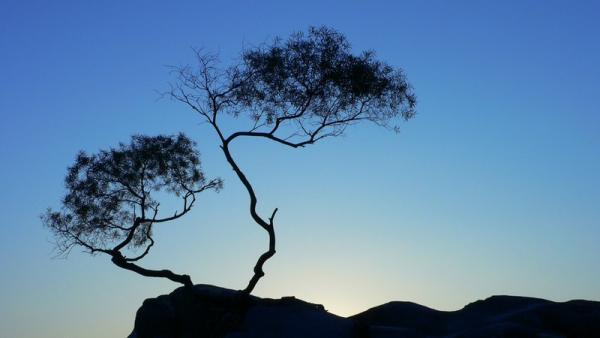 kedar.jpg