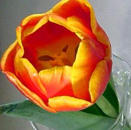 sri chinmoy tulip_0.JPG