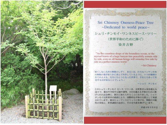 visit2006_peacetree.jpg